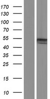 DNAJB5 Human Over-expression Lysate
