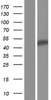 DNAJB5 Human Over-expression Lysate