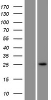 DIPK2A Human Over-expression Lysate