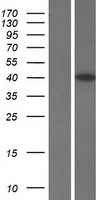 Cyclin J (CCNJ) Human Over-expression Lysate