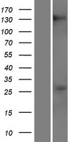 RBM20 Human Over-expression Lysate