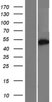 CCDC149 Human Over-expression Lysate