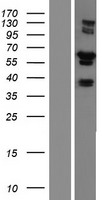 RIPX (RUFY3) Human Over-expression Lysate