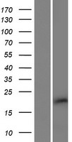 C10orf131 Human Over-expression Lysate