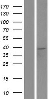 ACAA1 Human Over-expression Lysate