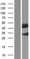 PRR20B Human Over-expression Lysate