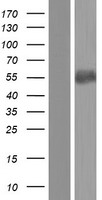PSG8 Human Over-expression Lysate