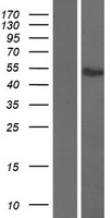 ATF7 Human Over-expression Lysate