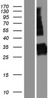 SYNPR Human Over-expression Lysate