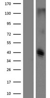 CLEC12B Human Over-expression Lysate