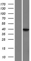 LRRC69 Human Over-expression Lysate