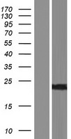 Frequenin (NCS1) Human Over-expression Lysate