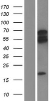 ARHGEF3 Human Over-expression Lysate