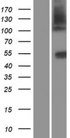 SLC14A1 Human Over-expression Lysate