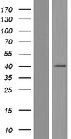 SLC39A13 Human Over-expression Lysate