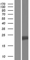 Vgl4 (VGLL4) Human Over-expression Lysate
