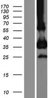 CEACAM19 Human Over-expression Lysate