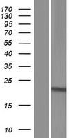 C9orf95 (NMRK1) Human Over-expression Lysate