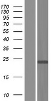 ING4 Human Over-expression Lysate