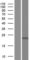 CRLS1 Human Over-expression Lysate