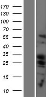 Bcl2 Binding component 3 (BBC3) Human Over-expression Lysate