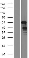 GPBP1 Human Over-expression Lysate