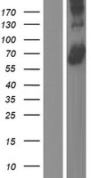 ACSF3 Human Over-expression Lysate