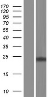 MRO Human Over-expression Lysate