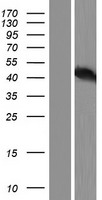 p53 (TP53) Human Over-expression Lysate
