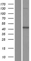 Adenylosuccinate Lyase (ADSL) Human Over-expression Lysate