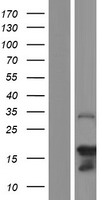 SYCE3 Human Over-expression Lysate