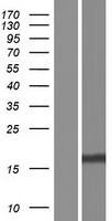 FAM72A Human Over-expression Lysate