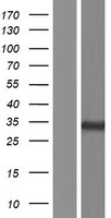 PPM1M Human Over-expression Lysate