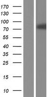 RBM35A (ESRP1) Human Over-expression Lysate