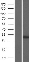 PRR32 Human Over-expression Lysate
