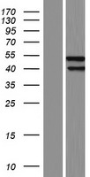 Angiopoietin 2 (ANGPT2) Human Over-expression Lysate
