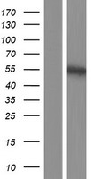 PLAG1 Human Over-expression Lysate