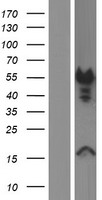 Dematin (DMTN) Human Over-expression Lysate
