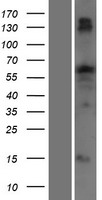 TTC22 Human Over-expression Lysate