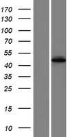 METT5D1 (METTL15) Human Over-expression Lysate