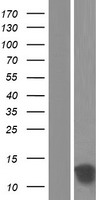 TSTD1 Human Over-expression Lysate