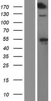 KIAA0284 (CEP170B) Human Over-expression Lysate