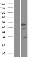 STK32A Human Over-expression Lysate