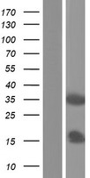 VAX1 Human Over-expression Lysate