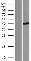 PPIL6 Human Over-expression Lysate