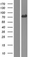 GEFT (ARHGEF25) Human Over-expression Lysate