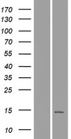C16orf92 Human Over-expression Lysate
