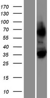LRRC30 Human Over-expression Lysate