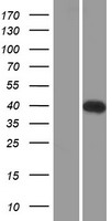 TMEM90A (SYNDIG1L) Human Over-expression Lysate