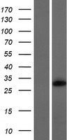 FBXO45 Human Over-expression Lysate